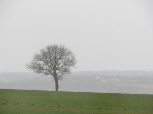 arbre-allier-mars-2016-Karim-TATAI-Strasbourg