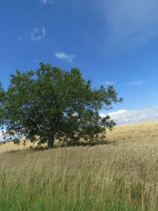 arbre dans un champ de blé, Karim-TATAI-Strasbourg
