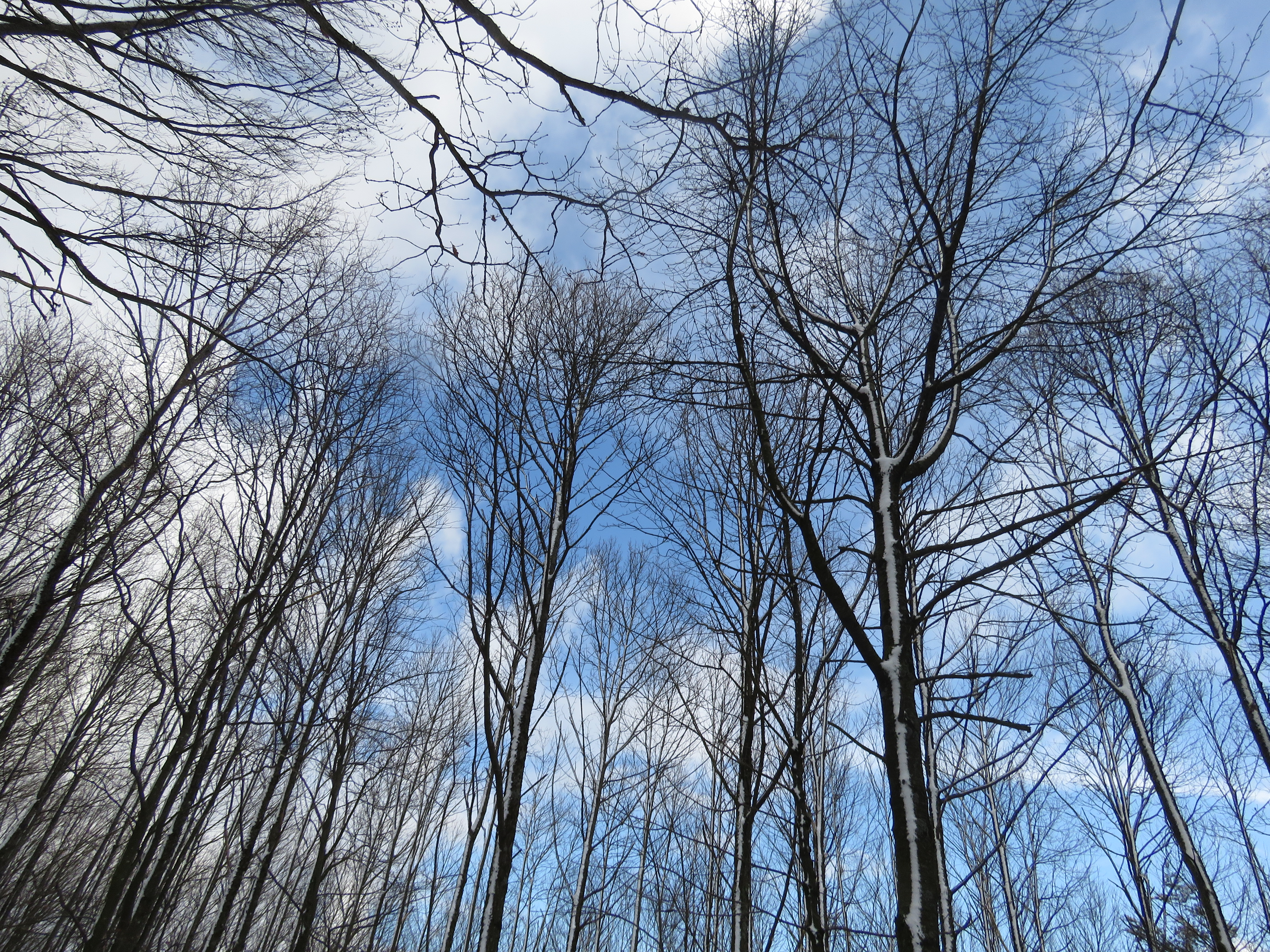 ciel d'hiver en forêt Karim TATAI strasbourg