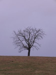 arbre en février Karim TATAI Strasbourg