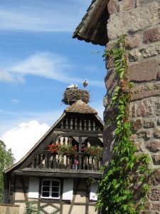 Nid de cigognes à l'Ecomusée d'Alsace