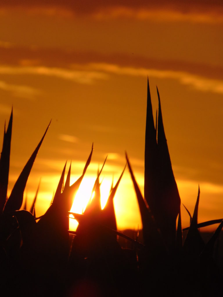 maïs-coucher-soleil-Karim-TATAI-juillet-2018