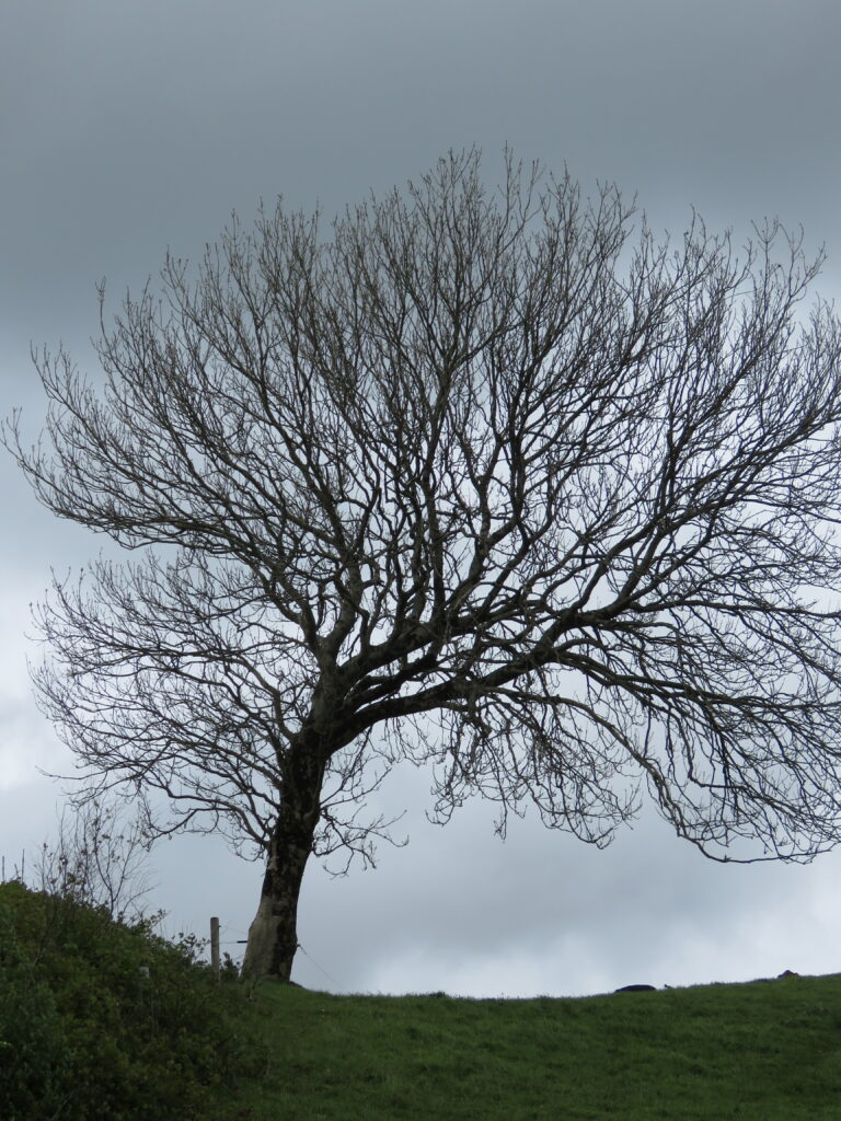 arbre au printemps 2015 en Irlande-exposition-photos-Karim-TATAI